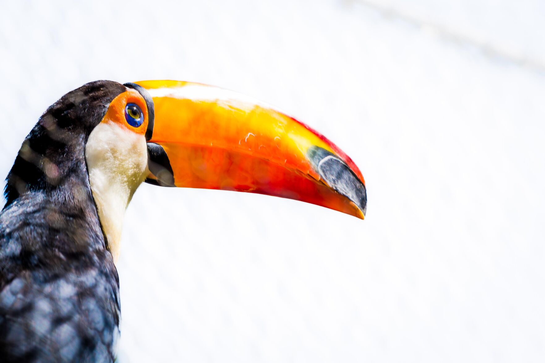 Lucy the Toucan